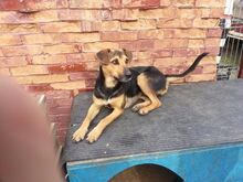 ADONIS, Hund, Mischlingshund in Rumänien - Bild 11