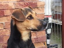 ADONIS, Hund, Mischlingshund in Rumänien - Bild 2