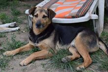 ADONIS, Hund, Mischlingshund in Rumänien - Bild 3