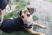 ADONIS, Hund, Mischlingshund in Rumänien - Bild 4