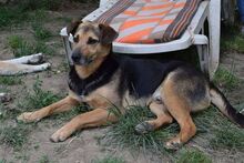 ADONIS, Hund, Mischlingshund in Rumänien - Bild 5