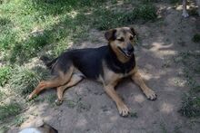 ADONIS, Hund, Mischlingshund in Rumänien - Bild 6