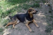 ADONIS, Hund, Mischlingshund in Rumänien - Bild 7