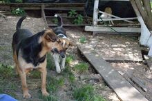 ADONIS, Hund, Mischlingshund in Rumänien - Bild 8