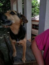 ADONIS, Hund, Mischlingshund in Rumänien - Bild 9