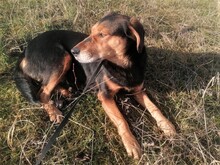 WANA, Hund, Mischlingshund in Rumänien - Bild 11