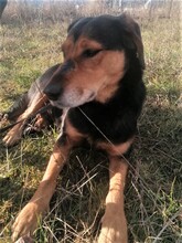 WANA, Hund, Mischlingshund in Rumänien - Bild 14