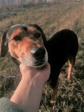 WANA, Hund, Mischlingshund in Rumänien - Bild 19