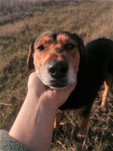 WANA, Hund, Mischlingshund in Rumänien - Bild 2