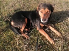 WANA, Hund, Mischlingshund in Rumänien - Bild 3
