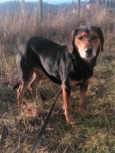 WANA, Hund, Mischlingshund in Rumänien - Bild 4