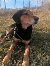WANA, Hund, Mischlingshund in Rumänien - Bild 5
