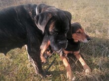 WANA, Hund, Mischlingshund in Rumänien - Bild 6