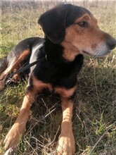 WANA, Hund, Mischlingshund in Rumänien - Bild 7