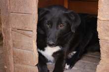 ANNY, Hund, Mischlingshund in Rumänien - Bild 1