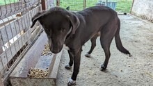 ANNY, Hund, Mischlingshund in Rumänien - Bild 10