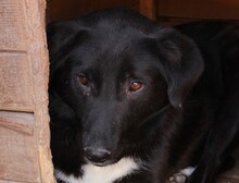 ANNY, Hund, Mischlingshund in Rumänien - Bild 2