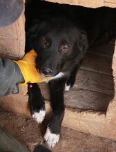 ANNY, Hund, Mischlingshund in Rumänien - Bild 3