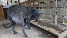 ANNY, Hund, Mischlingshund in Rumänien - Bild 7