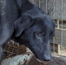 ANNY, Hund, Mischlingshund in Rumänien - Bild 8