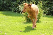 TOTTE, Hund, Labrador Retriever-Mix in Bochum - Bild 4