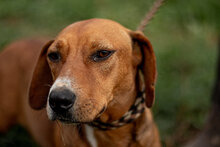 LEO, Hund, Mischlingshund in Ungarn - Bild 1