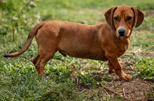 LEO, Hund, Mischlingshund in Ungarn - Bild 3