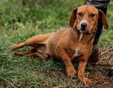 LEO, Hund, Mischlingshund in Ungarn - Bild 5