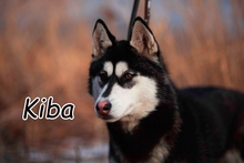 KIBA, Hund, Siberian Husky in Slowakische Republik - Bild 1