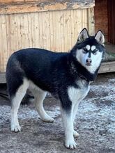 KIBA, Hund, Siberian Husky in Slowakische Republik - Bild 2