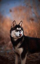 KIBA, Hund, Siberian Husky in Slowakische Republik - Bild 4