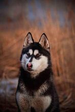 KIBA, Hund, Siberian Husky in Slowakische Republik - Bild 5
