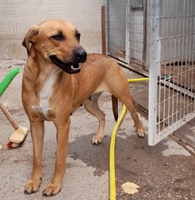MADAME, Hund, Mischlingshund in Ungarn - Bild 3