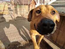 MADAME, Hund, Mischlingshund in Ungarn - Bild 6