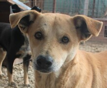 TIMO, Hund, Mischlingshund in Rumänien - Bild 1