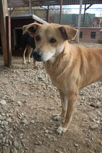 TIMO, Hund, Mischlingshund in Rumänien - Bild 2