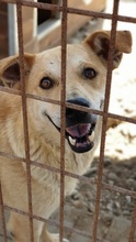 TIMO, Hund, Mischlingshund in Rumänien - Bild 4