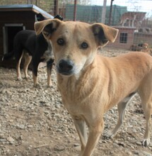 TIMO, Hund, Mischlingshund in Rumänien - Bild 6