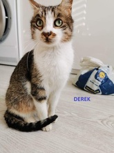 DEREK, Katze, Europäisch Kurzhaar-Mix in Bulgarien - Bild 2
