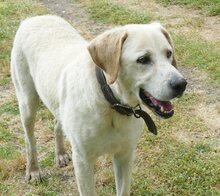 KIMBA, Hund, Mischlingshund in Griechenland - Bild 10