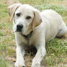 KIMBA, Hund, Mischlingshund in Griechenland - Bild 11