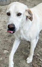 KIMBA, Hund, Mischlingshund in Griechenland - Bild 14
