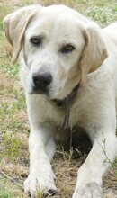 KIMBA, Hund, Mischlingshund in Griechenland - Bild 15