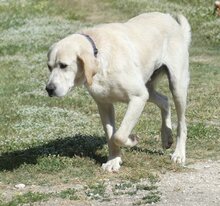 KIMBA, Hund, Mischlingshund in Griechenland - Bild 16
