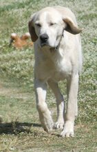 KIMBA, Hund, Mischlingshund in Griechenland - Bild 17