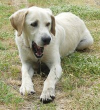KIMBA, Hund, Mischlingshund in Griechenland - Bild 18