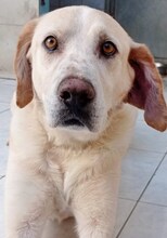 KIMBA, Hund, Mischlingshund in Griechenland - Bild 19