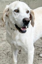 KIMBA, Hund, Mischlingshund in Griechenland - Bild 2