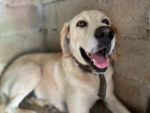 KIMBA, Hund, Mischlingshund in Griechenland - Bild 21