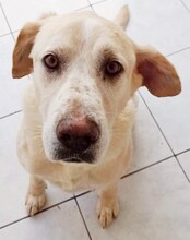 KIMBA, Hund, Mischlingshund in Griechenland - Bild 23